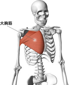 大胸筋の解剖図
