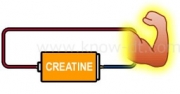 クレアチンの効果