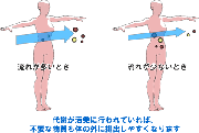 ダイエットと代謝