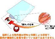 風邪と筋肉痛の関係