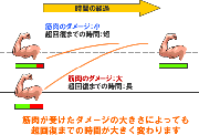 筋肉の回復速度