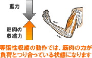 等尺性収縮でどこでも筋トレ