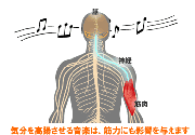 音楽と筋力トレーニング