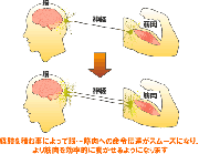 筋力トレーニングと神経の発達