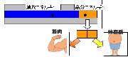 筋肉だけを増やせる？