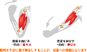 筋トレと動作範囲の関係