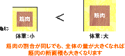 筋力と体重の関係