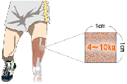 太い筋肉は筋力も強い？