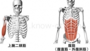 腹筋運動は毎日やってもOK？