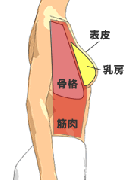 筋トレとバストアップの関係