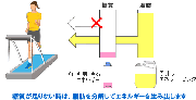 空腹時の運動とダイエット効果