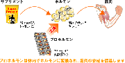 プロホルモンの効果と副作用