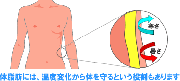 体脂肪率と温度耐性