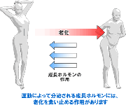 ダイエット運動とアンチエイジング