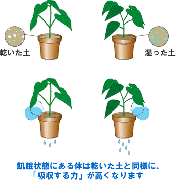 リバウンドと肥満と栄養吸収率