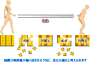 ダイエットとアンチエンジング