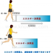 ダイエット運動と効率の関係