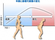 中年太りの原因と解消法