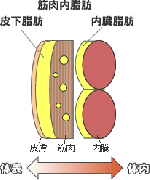 筋肉の中の脂肪について