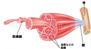 筋トレのための筋肉教室