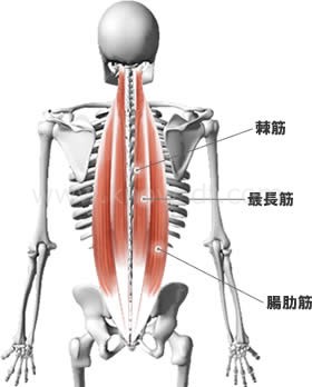 「起立筋」の画像検索結果