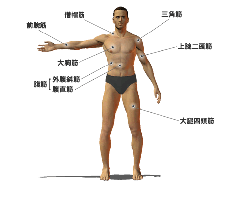 正面側から見た筋肉