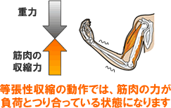 等 尺 性 収縮