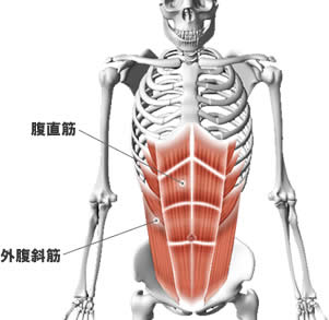 腹直筋