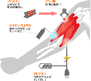 サプリメントマップ（筋トレ版）