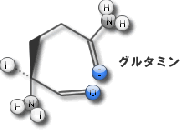 グルタミンの効果