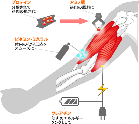 サプリメントマップ（筋トレ版）